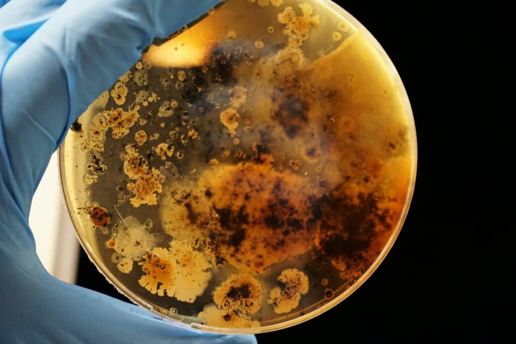 Bakterien in einer Petrischale