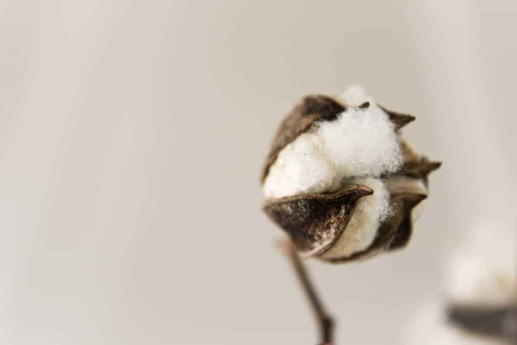 The bud of a cotton plant