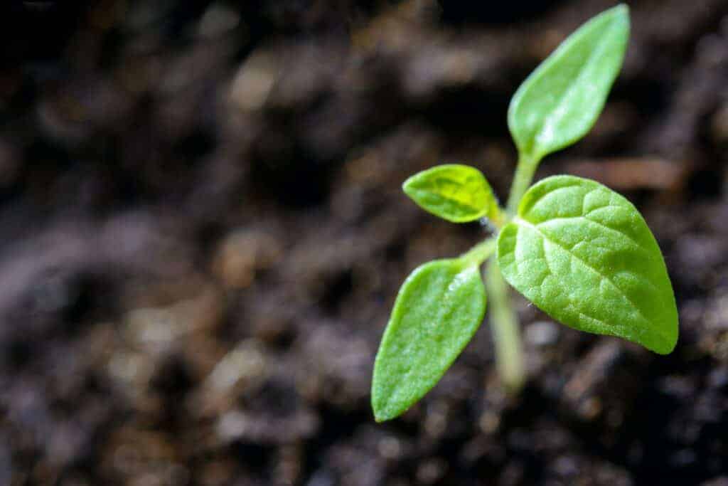 Plant in soil